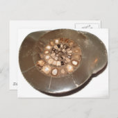 美しい断面化Dactylioceras ammnite化石 ポストカード (正面/裏面)