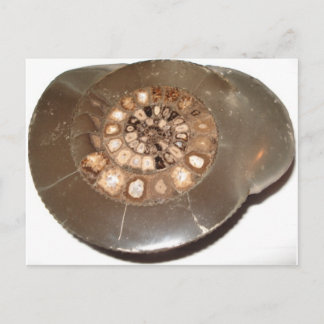 美しい断面化Dactylioceras ammnite化石 ポストカード