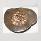 美しい断面化Dactylioceras ammnite化石 ポストカード (正面)