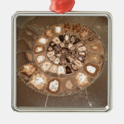 美しい断面化Dactylioceras ammnite化石 メタルオーナメント (正面)