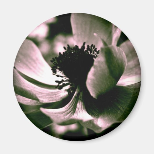 美しい日だった。アネモネ磁石 マグネット (正面)