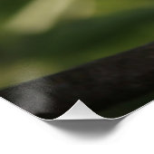 美しい日に照らされた白い梨の花 ポスター (コーナー)