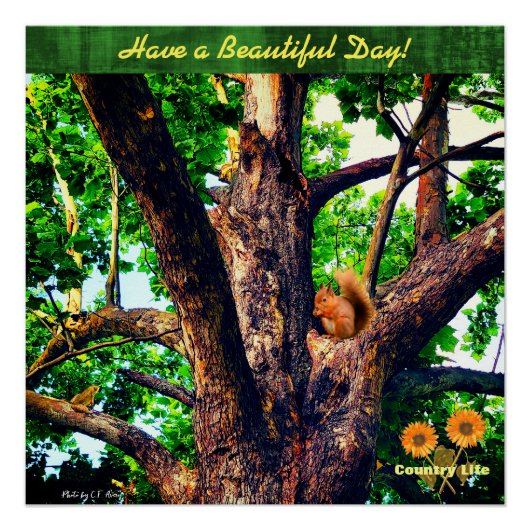 美しい日を祈る – 木 – カントリー・ライフ ポスター (正面)