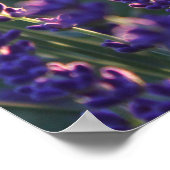 美しい日照りラベンダーの花 ポスター (角)