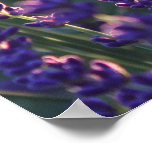 美しい日照りラベンダーの花 ポスター (角)