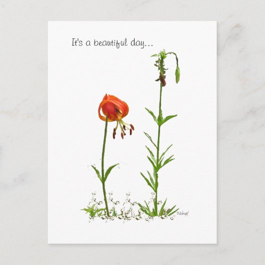 美しい日… ポストカード (正面)