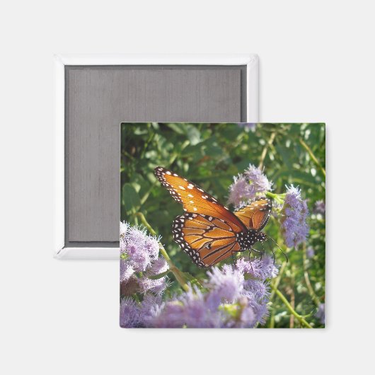 美しい明るいオレンジ色の(昆虫)オオカバマダラ、モナーク蝶の休息 マグネット (正面/裏面)