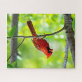 美しい明るい赤の(鳥)ショウジョウコウカンチョウを木に ジグソーパズル (横)