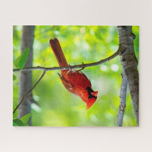 美しい明るい赤の(鳥)ショウジョウコウカンチョウを木に ジグソーパズル (横)