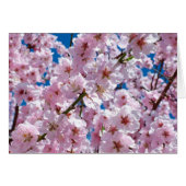 美しい春さくらんぼの空白の花々 (正面横)