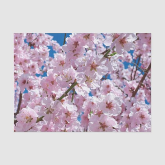 美しい春さくらんぼ花 薄葉紙 (正面)