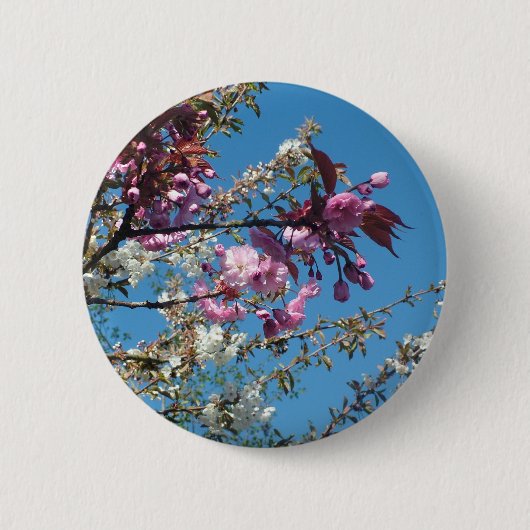 美しい春の桜の花 缶バッジ (正面)