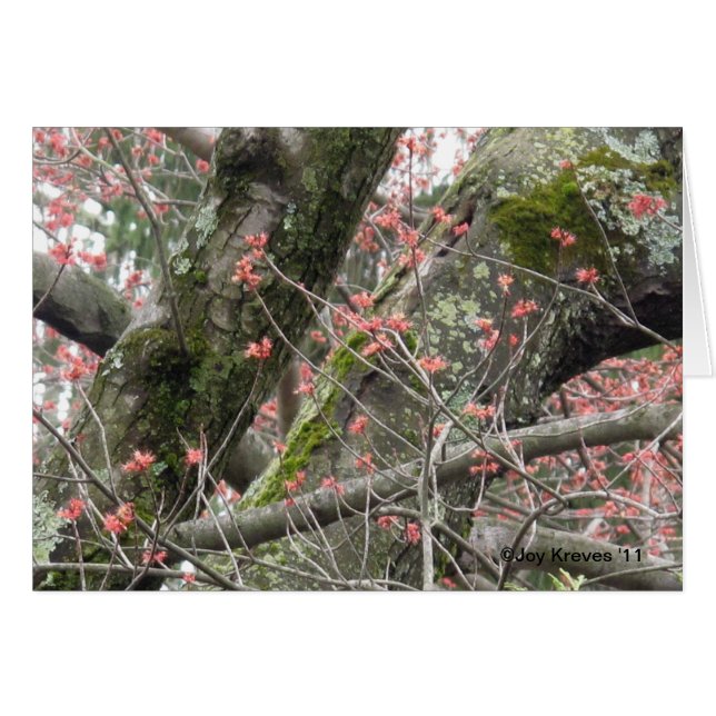 美しい春の空白のなカード (正面横)