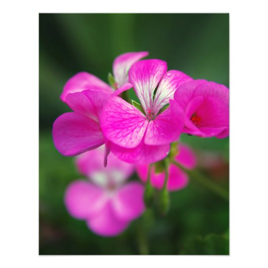 美しい春の花 フォトプリント            (正面)