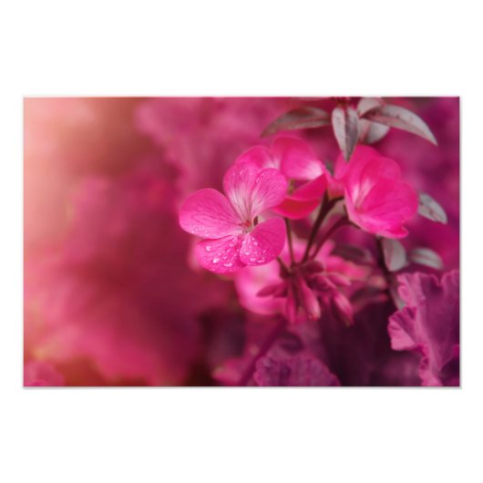 美しい春の花 フォトプリント            (正面)
