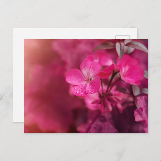 美しい春の花 ポストカード (正面/裏面)