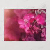 美しい春の花 ポストカード (正面)