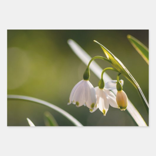 美しい春の雪と雪 ラッピングペーパーシート (正面)