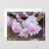 美しい春ピンクさくらんぼブロッサムシック葉書 シーズンポストカード (正面/裏面)