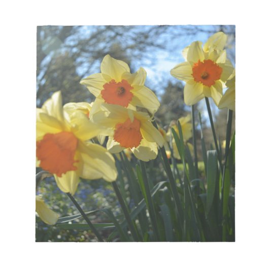 美しい春黄色、オレンジ色の水仙の花 ノートパッド (正面)