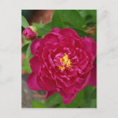 美しい春 ポストカード (正面)