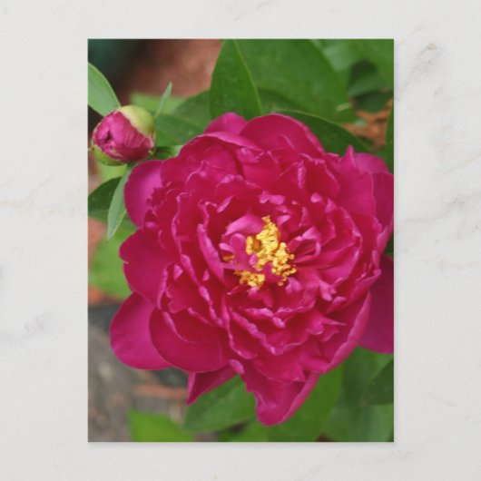 美しい春 ポストカード (正面)