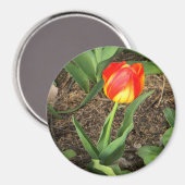 美しい春...... マグネット (正面/裏面)