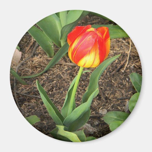 美しい春...... マグネット (正面)