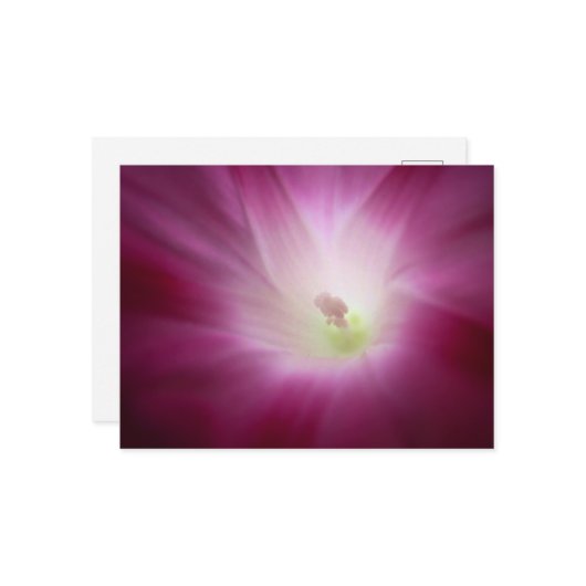 美しい朝の栄光の鮮やかなピンクの花芸術 ポストカード (正面/裏面インサイチュ)