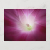 美しい朝の栄光の鮮やかなピンクの花芸術 ポストカード (正面)