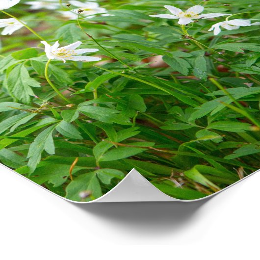 美しい木のアネモネの野生の花 ポスター (角)