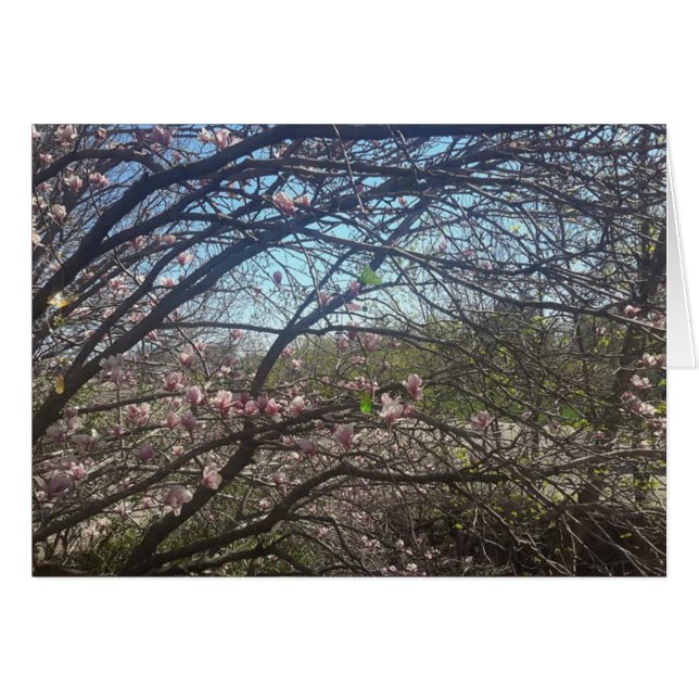 美しい木の枝マグノリアツリーカー空白のド (正面横)