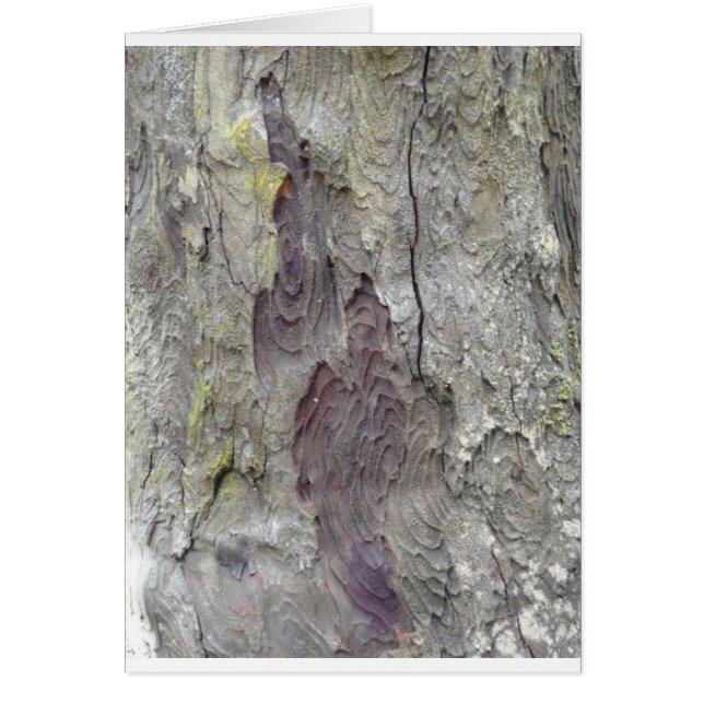 美しい木 (正面)