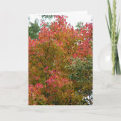 美しい木、神の美しい カード (正面)