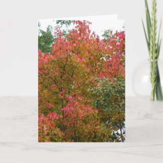 美しい木、神の美しい カード