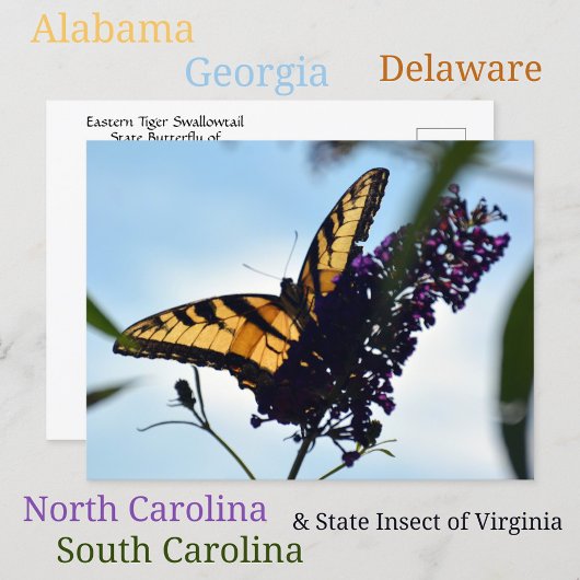 美しい東部タイガースワローテイルの写真 ポストカード