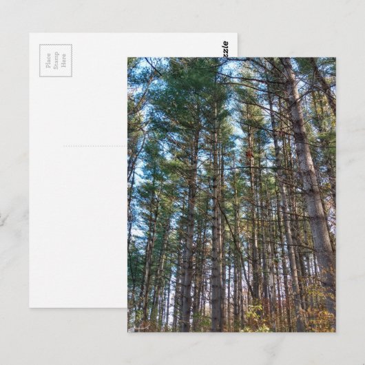 美しい松 ポストカード (正面/裏面)
