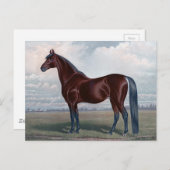 美しい栗の馬ファインアート ポストカード (正面/裏面)