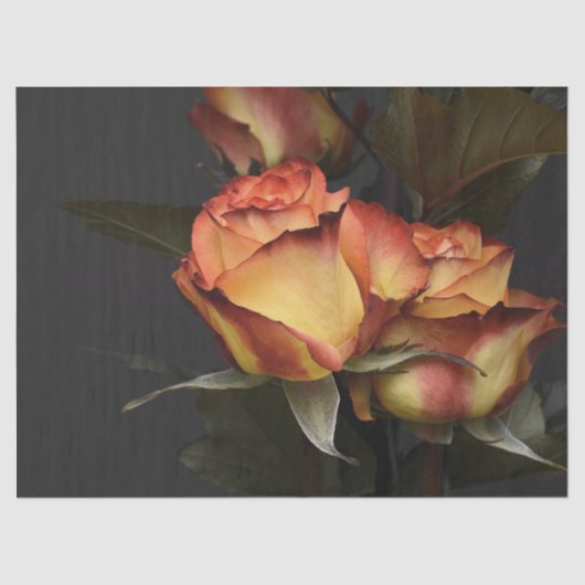 美しい桃と錆の色のペダルのバラ 薄葉紙 (正面)