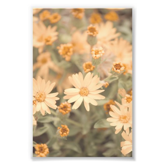 美しい桃色の花のフローラ フォトプリント            (正面)