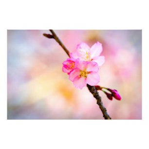美しい桜さくらんぼ花 フォトプリント