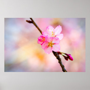 美しい桜さくらんぼ花 ポスター