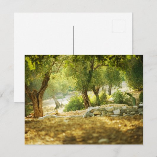 美しい森 ポストカード (正面/裏面)