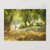 美しい森 ポストカード (正面)