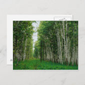 美しい樺の木ツリーフォレスト ポストカード (正面/裏面)