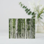 美しい樺の木ツリーフォレスト ポストカード (スタンド正面)
