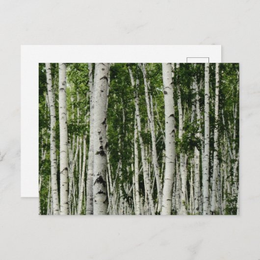 美しい樺の木ツリーフォレスト ポストカード (正面/裏面)