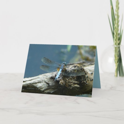 美しい残 カード (正面)