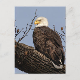 美しい母（ワシ） ポストカード