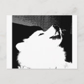 美しい毛皮で覆われたSamoyedの白犬 ポストカード (正面)